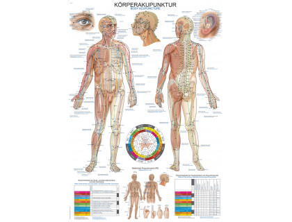 Obraz Akupunktúra ľudského tela 70x100cm