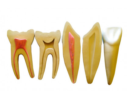 Model zubov,3 časti
