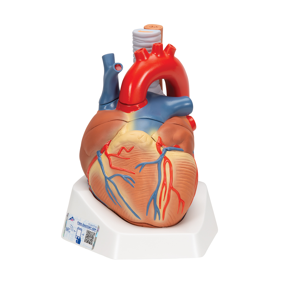 Мод heart. Муляж сердца. Модель сердца. Муляж сердца человека. Макет сердца человека.